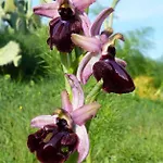 Orchidea Parco Del Gargano