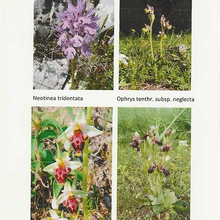 Orchidea Parco Del Gargano 아파트