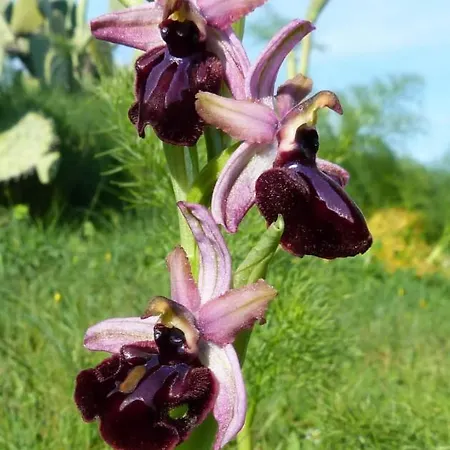 Orchidea Parco Del Gargano