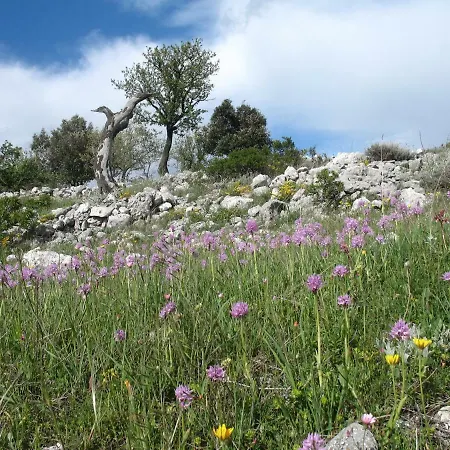 Orchidea Parco Del Gargano * 마티나타