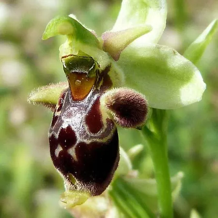 Orchidea Parco Del Gargano Appartamento Mattinata