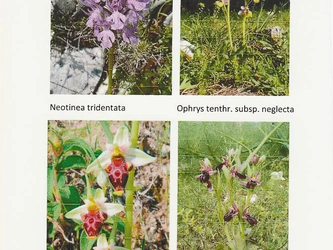 Orchidea Parco Del Gargano Appartement