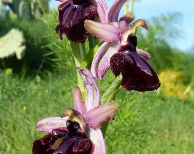 Orchidea Parco Del Gargano
