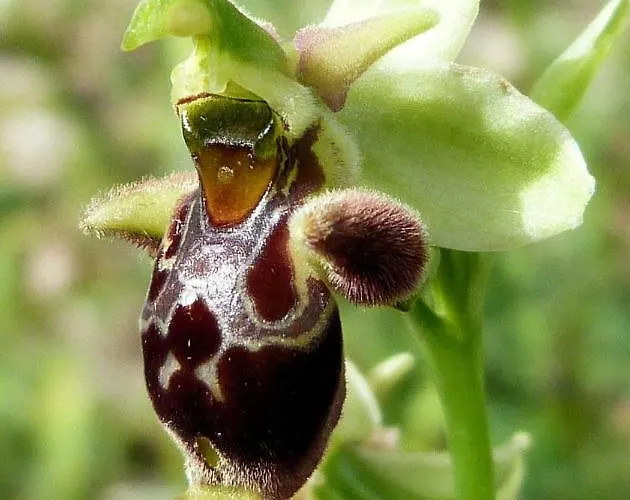 Orchidea Parco Del Gargano Appartement Mattinata