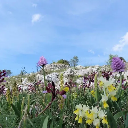 Orchidea Parco Del Gargano 公寓 *