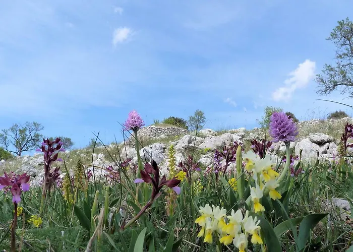 Orchidea Parco Del Gargano 아파트 *