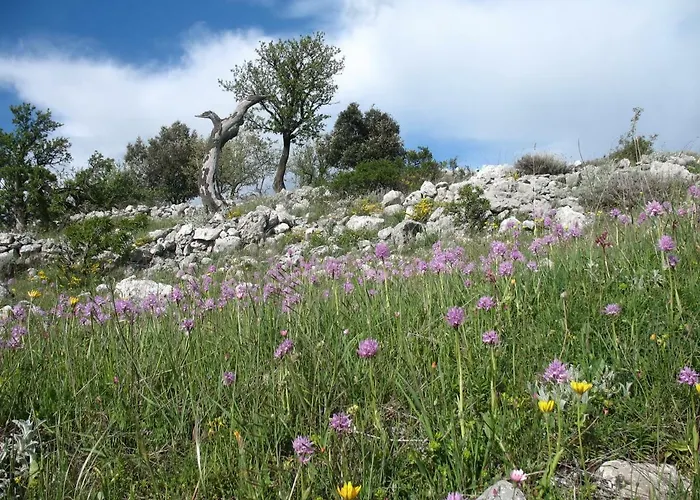 Orchidea Parco Del Gargano * 마티나타